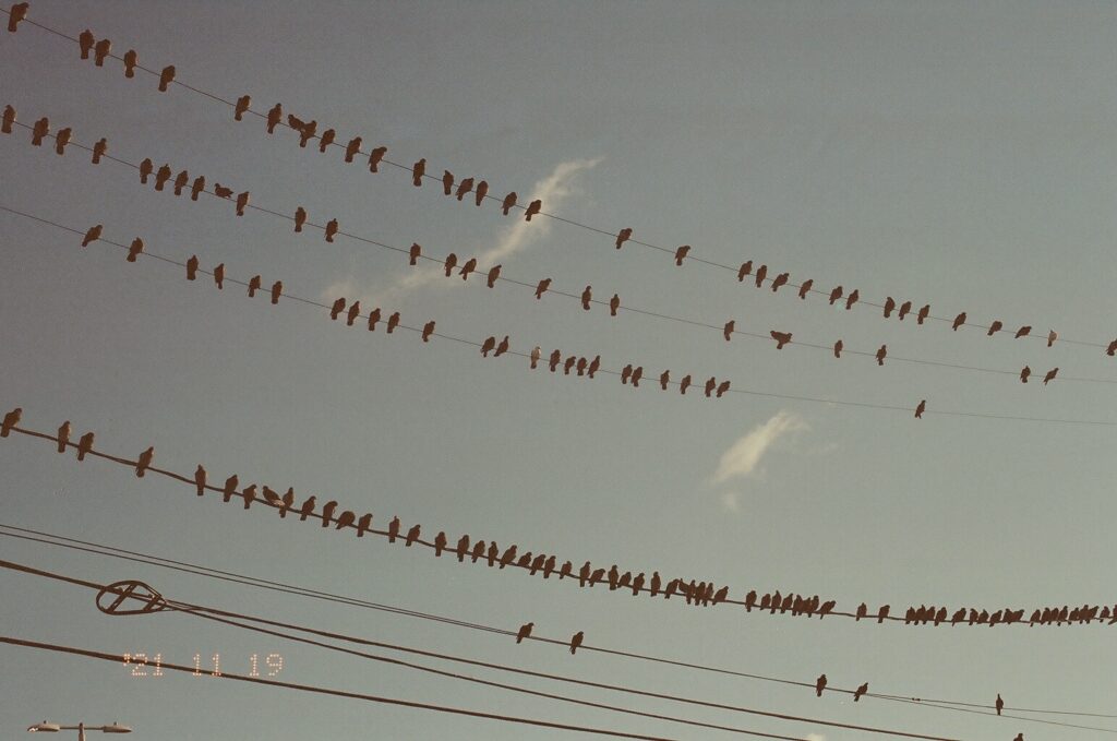 telephone wires stretch across a clear sky with the exception of two white whispy clouds. dozens of pigeons are perched on the wires, some strung close together and others are further spaced out. 