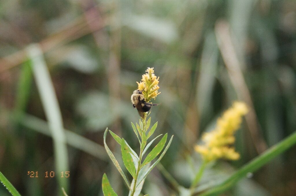 a solitary bee is clinging to the bright yellow flowers of goldenrod. the background is out of focus but there appears to be more goldenrod. 
